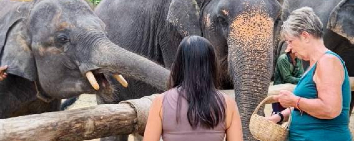 Phuket Elephant World