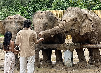 Hello Elephant
