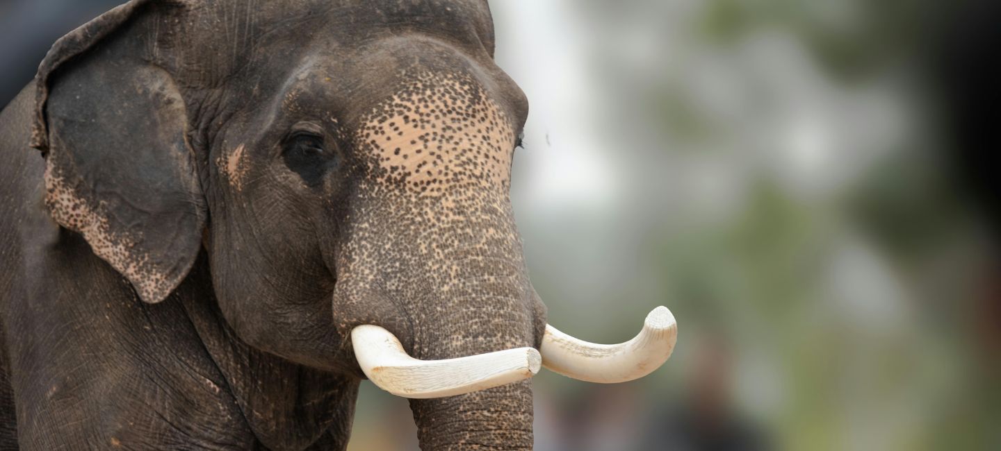 Phuket Elephant World