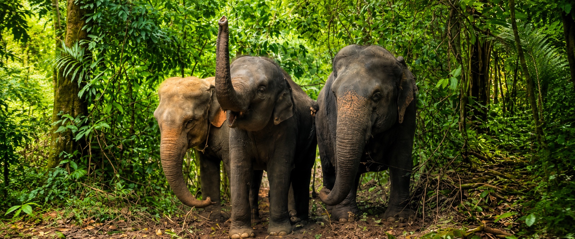 Phuket Elephant World