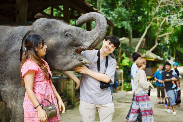 Feeding elephants