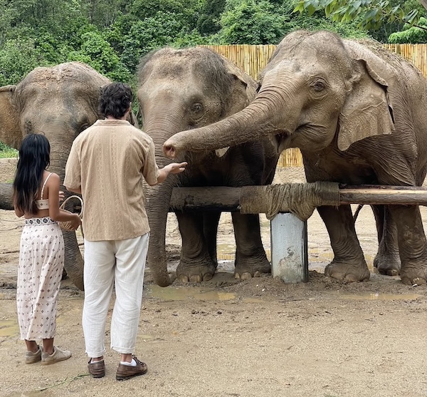 Feeding elephants